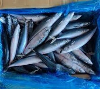 سمك روسي 200 / 400