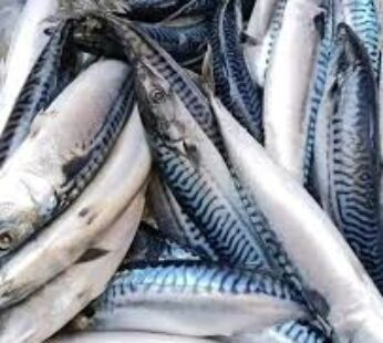 سمك شوكة هولاندي مربع