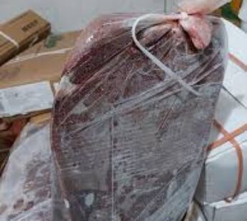 كبدة اكسيل ibb امريكي